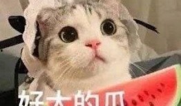 榆次网红阿呆岳旺吃瓜,吃瓜群众的美食之旅